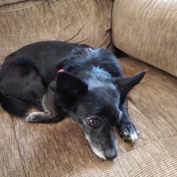 Meet your Posher, RaeAnn! - Picture 3 of 7